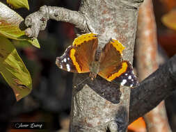 Image of Vanessa atalanta rubria (Fruhstorfer 1909)