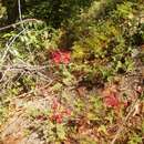 Image of Monarda pringlei Fernald