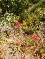 Image of Monarda pringlei Fernald