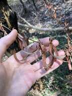 Image of Lasiopetalum parviflorum Rudge