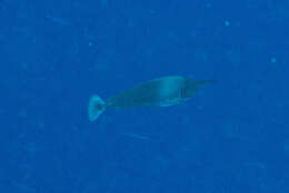 Image of Brown Unicornfish