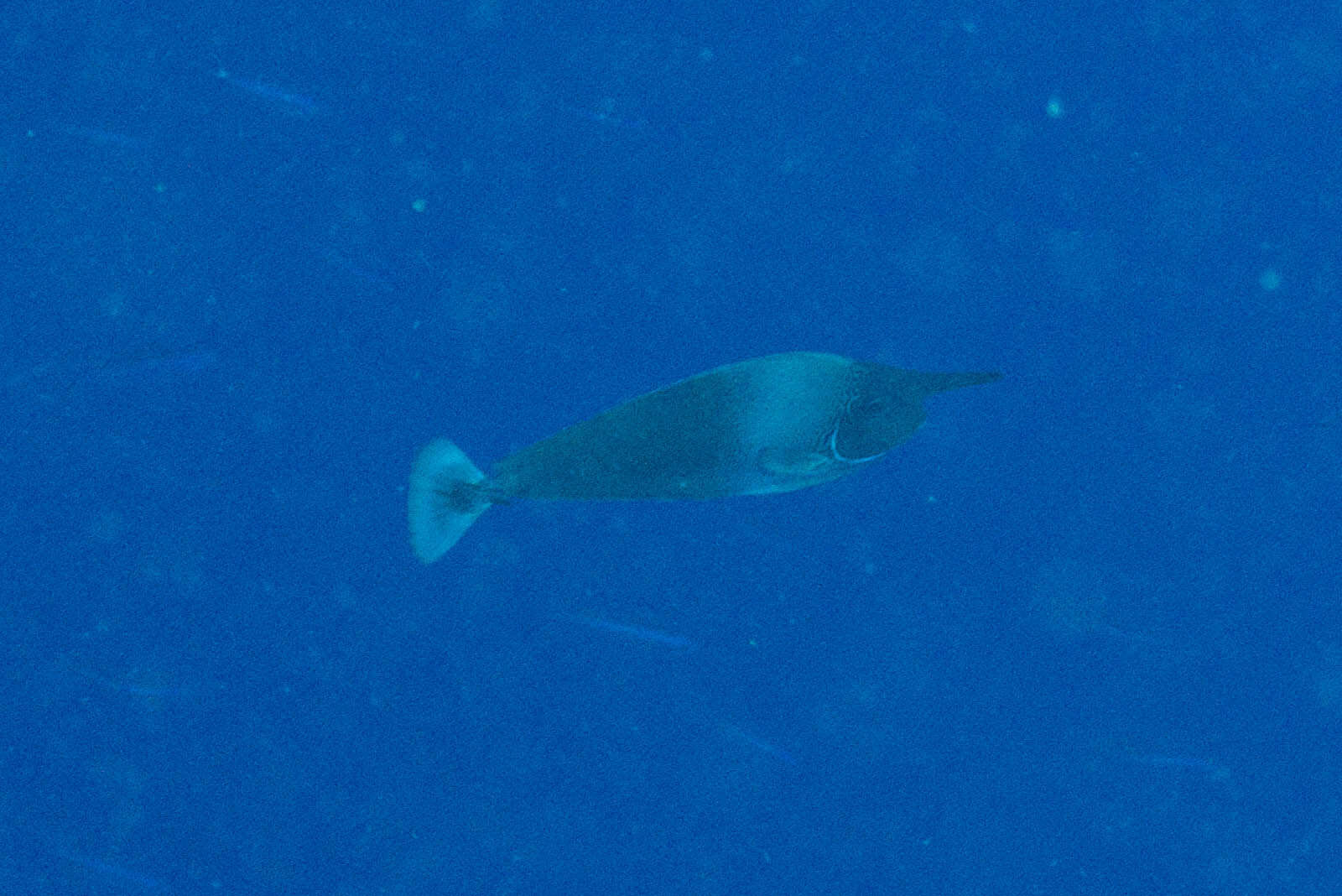 Image of Brown Unicornfish