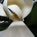 Image of Magnolia sororum Seibert