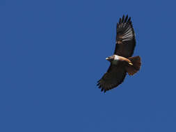 Buteo jamaicensis costaricensis Ridgway 1874 resmi