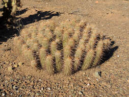 Image of Engelmann's hedgehog cactus