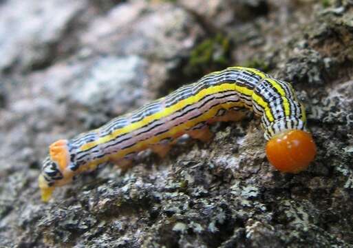 Image of Orange-humped Mapleworm