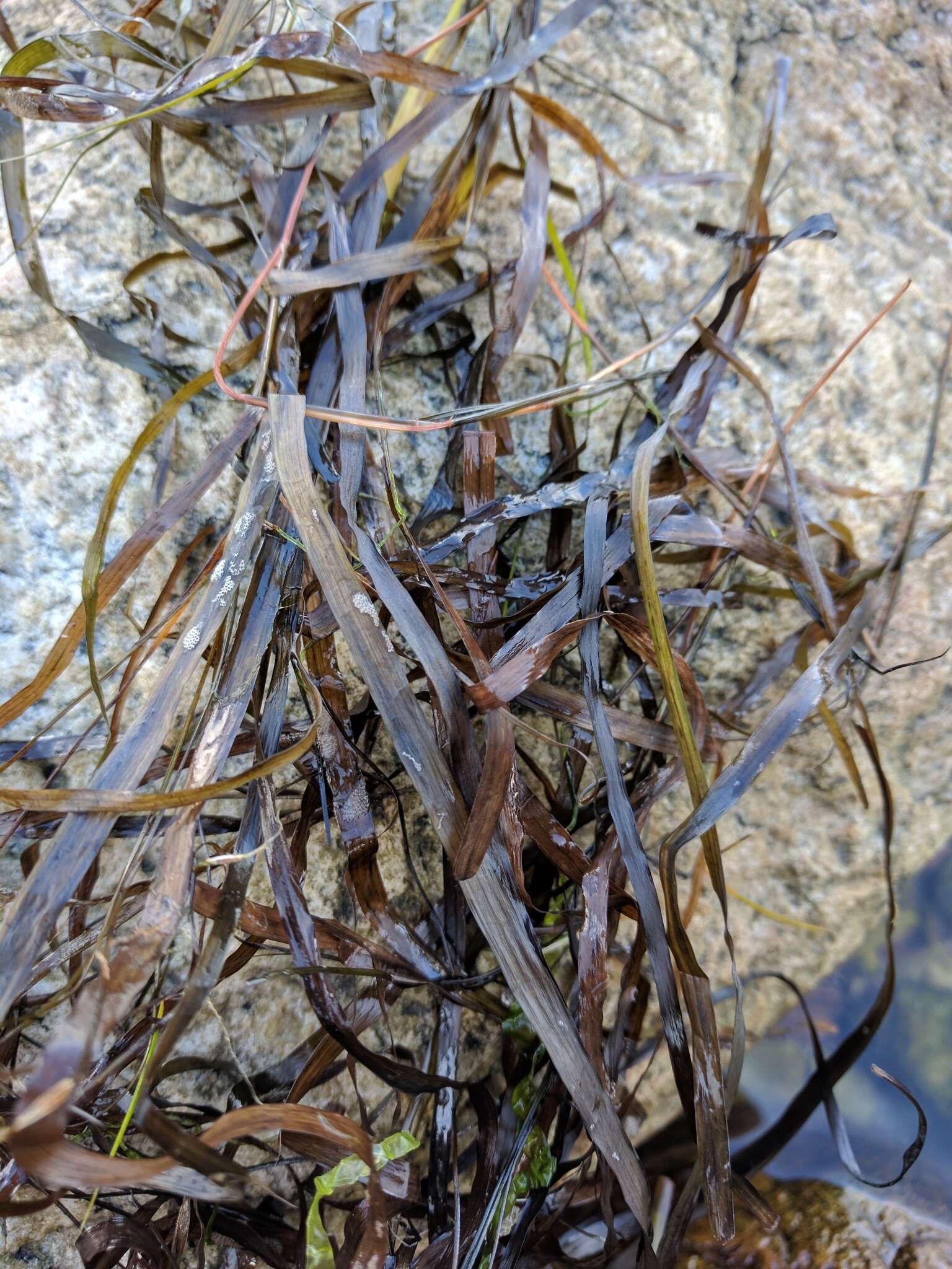 Image of Eelgrass