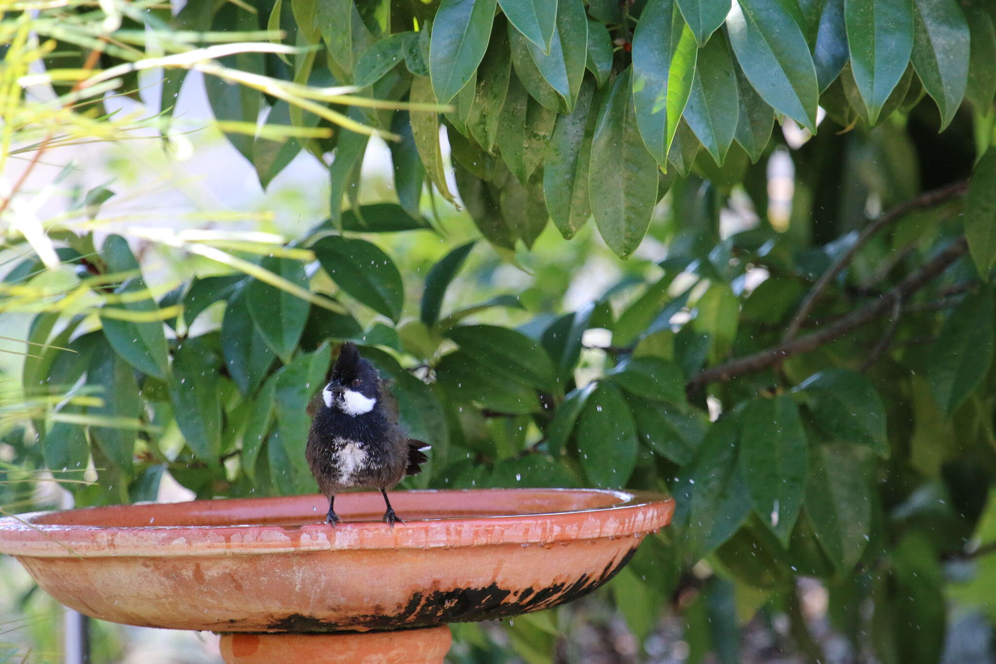 Image of Eastern Whipbird