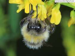 Image of Bombus lantschouensis Vogt 1908