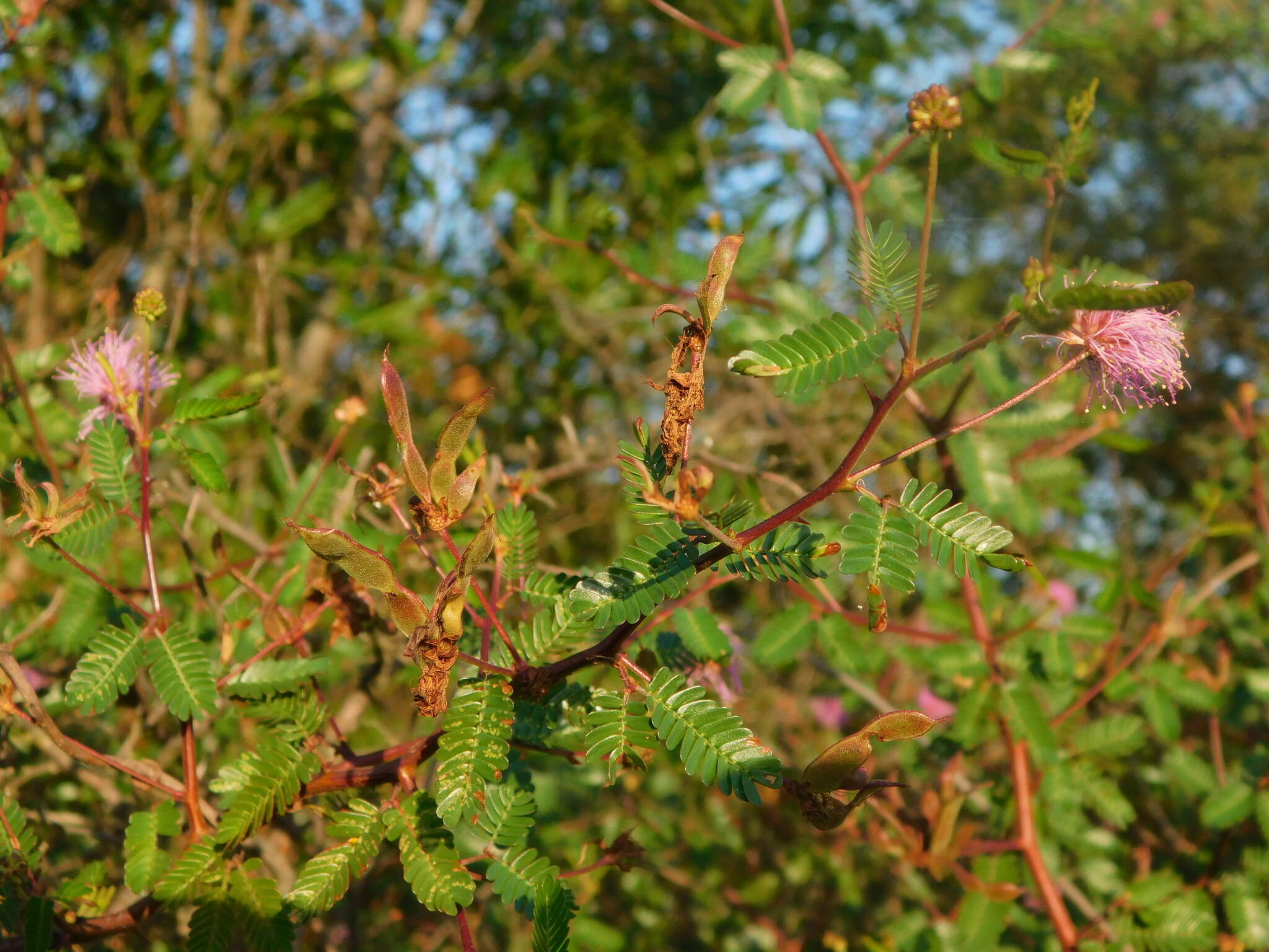 Image of <i>Mimosa uraguensis</i>