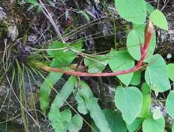 Imagem de Tillandsia festucoides Brongn. ex Mez