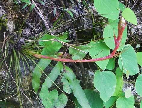 Imagem de Tillandsia festucoides Brongn. ex Mez