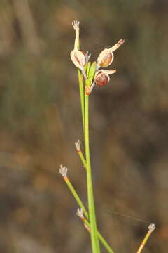 Image of Thysanotus arbuscula Baker