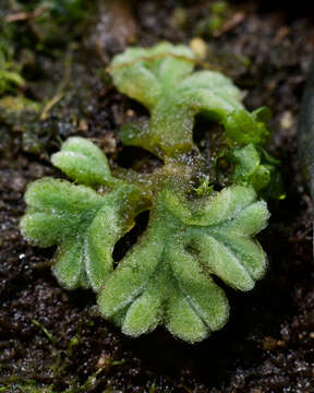 Image of Riccia sorocarpa Bisch.