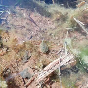 Image of Tadpole shrimp