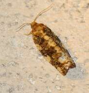 Image of Fruit-Tree Leafroller Moth