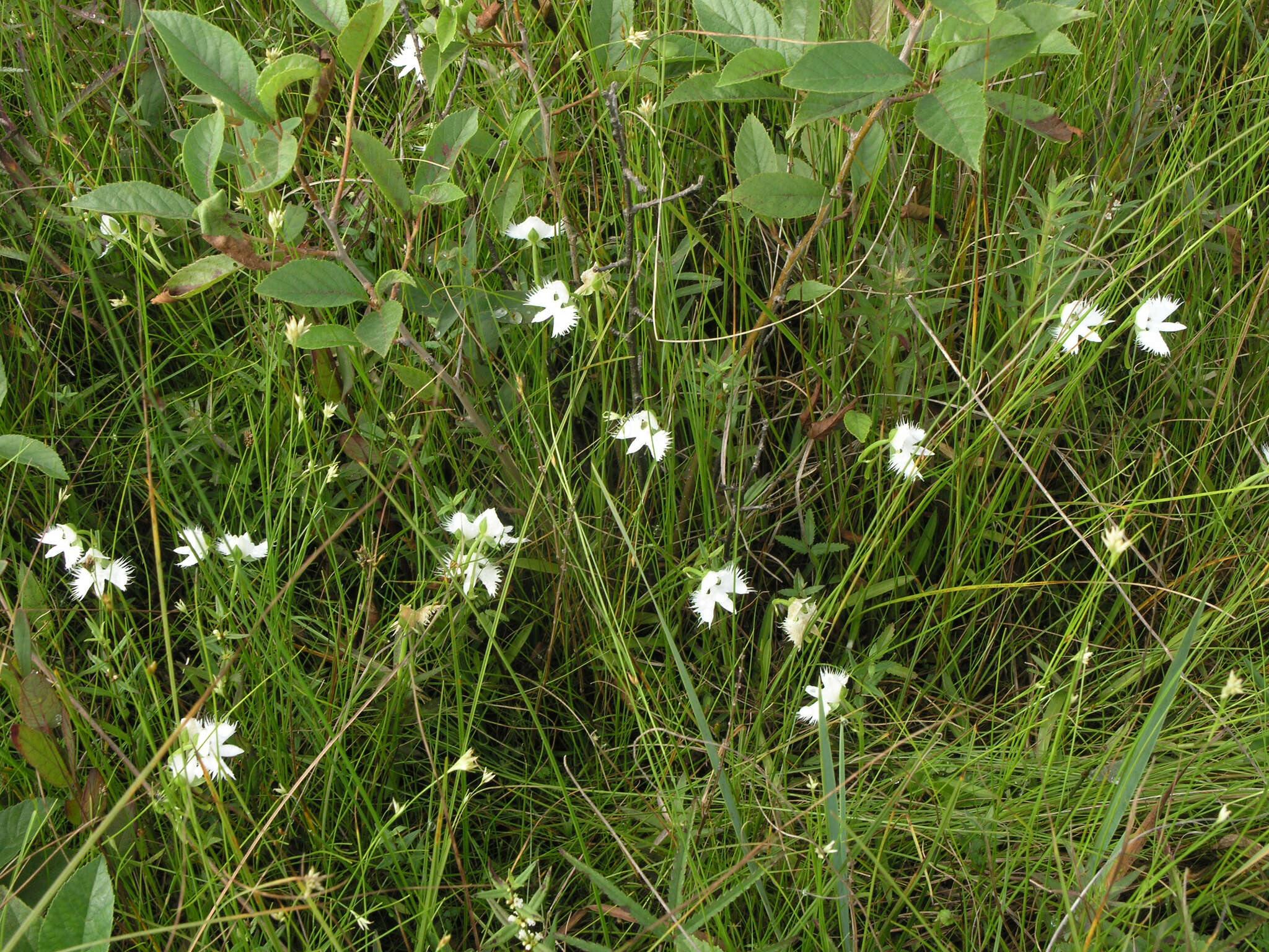 Pecteilis radiata (Thunb.) Raf. resmi