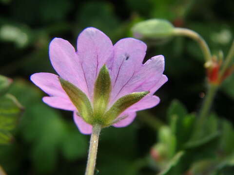 Image of hedgerow geranium