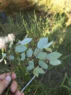 Image de Salix pyrifolia Anderss.