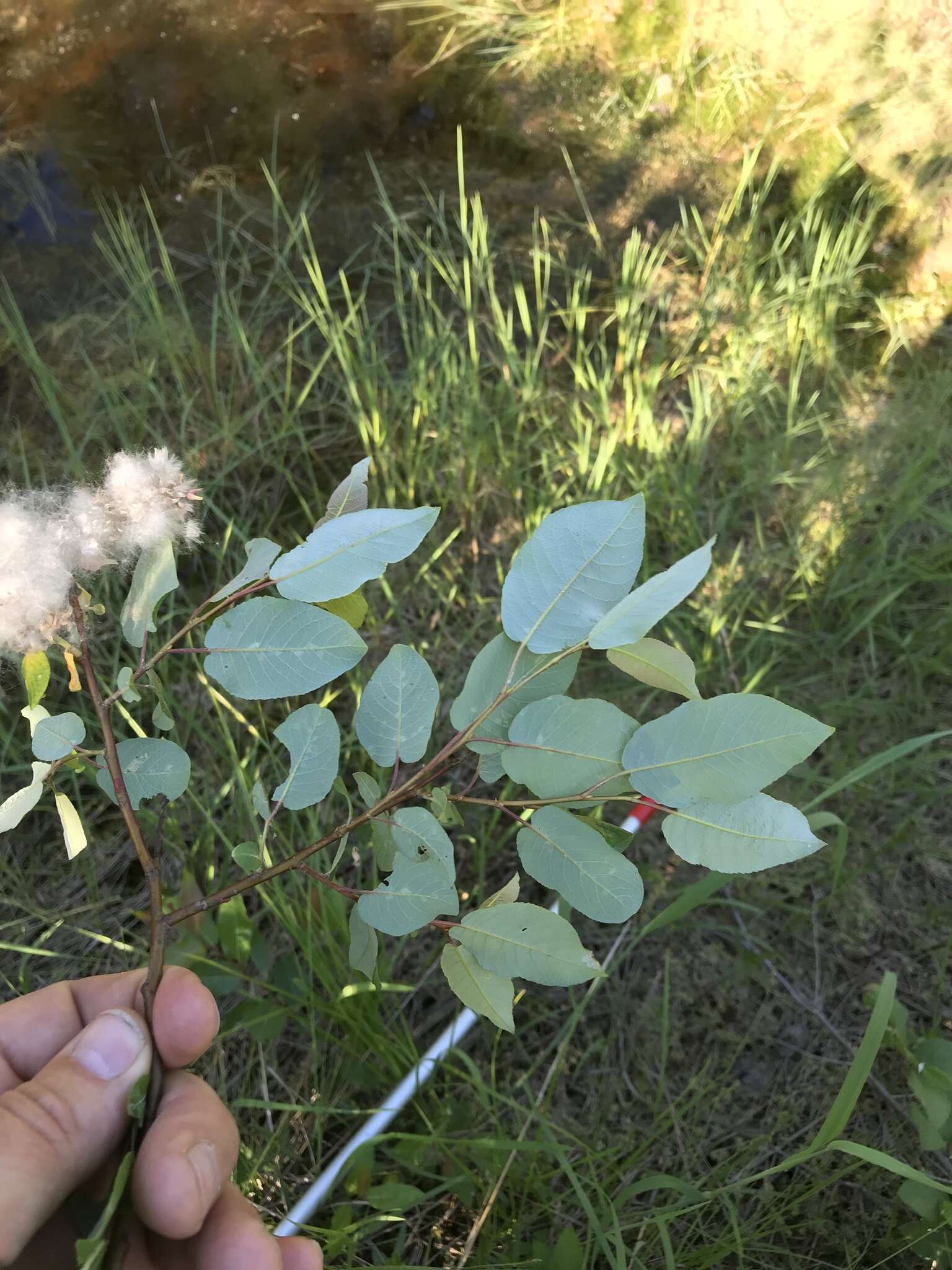 Image de Salix pyrifolia Anderss.