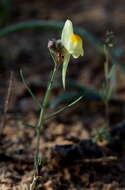 Sivun Linaria haelava (Forssk.) Del. kuva