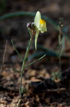 Plancia ëd Linaria haelava (Forssk.) Del.