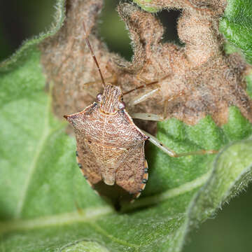 Image of Spined Soldier Bug