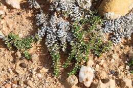 Image of Eragrostis bergiana (Kunth) Trin.