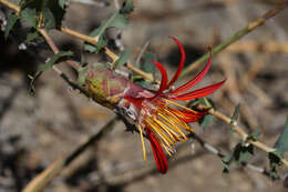 Image of Mutisia cana Poepp. & Endl.