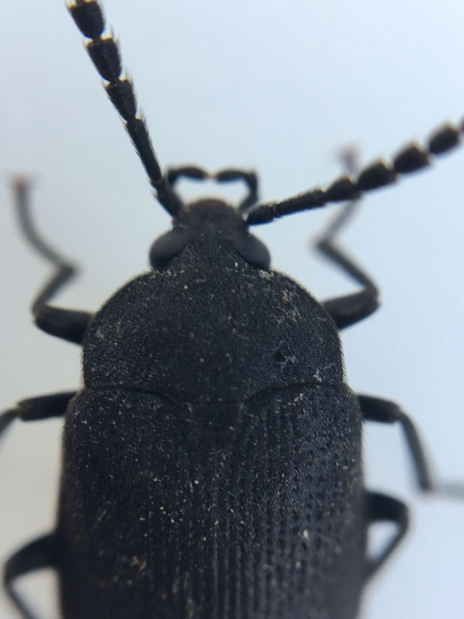 Image of Velvety Bark Beetle