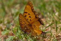 Plancia ëd Charaxes jahlusa Trimen 1862