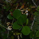 Image de Myrcia palustris DC.