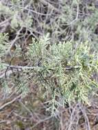 Image of macnab cypress