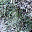 Sivun Carex healyi K. A. Ford kuva