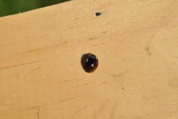 Image of Fifteen-spotted Lady Beetle