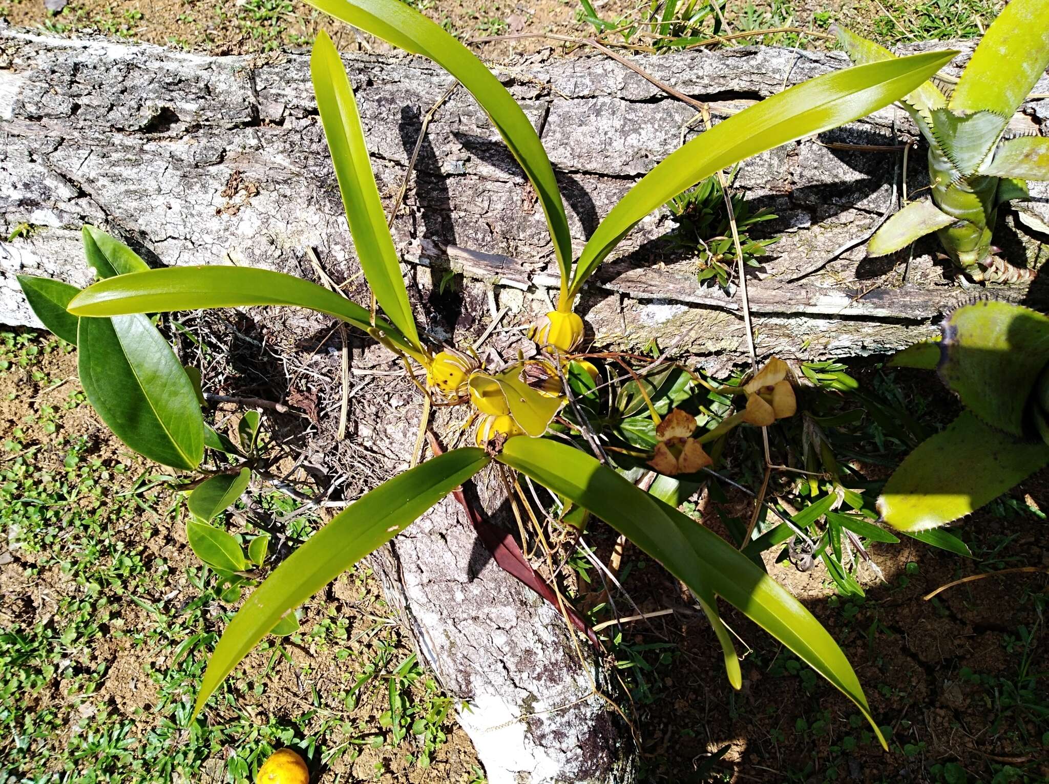 Image of Maxillaria egertoniana (Bateman ex Lindl.) Molinari