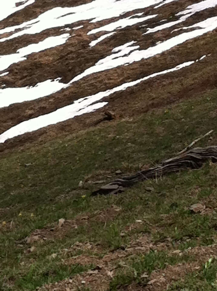 Image of Olympic Marmot