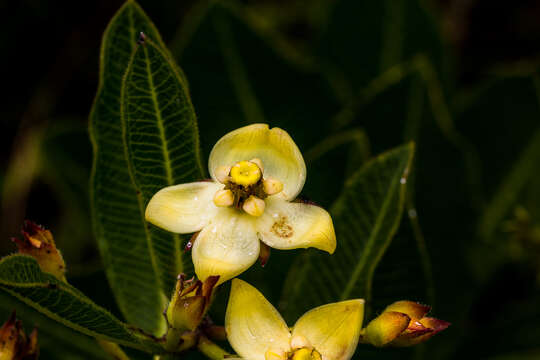 Image of Pachycarpus acidostelma M. Glen & Nicholas