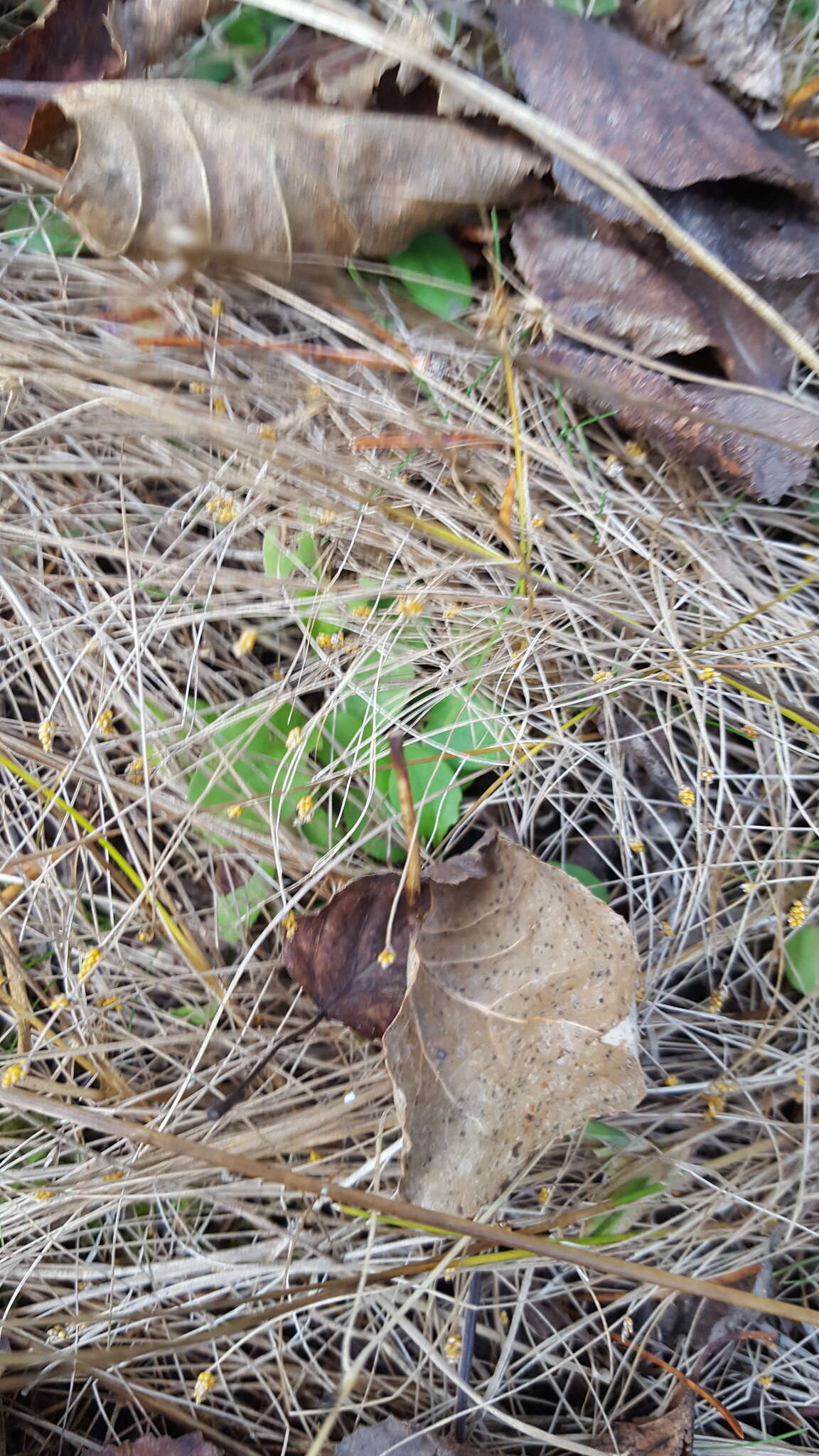 صورة Eleocharis nitida Fernald