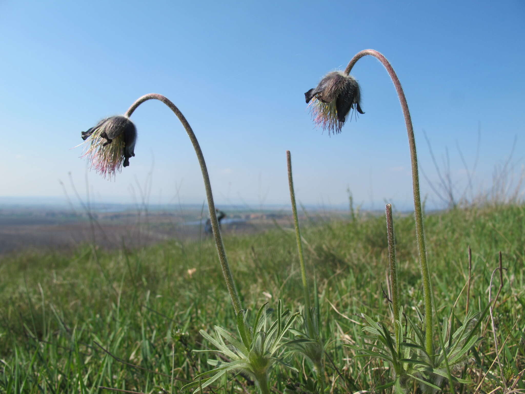 Image of Pulsatilla pratensis subsp. hungarica Soó