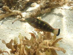 Image of Schwatz&#39;s wrasse