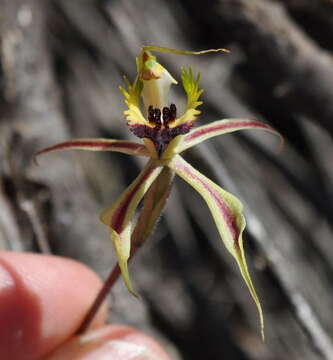 Image of Upright spider orchid