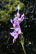 Plancia ëd Dodecatheon pulchellum subsp. macrocarpum (A. Gray) Taylor & Mac Bryde