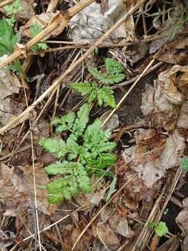 Image of leathery grapefern