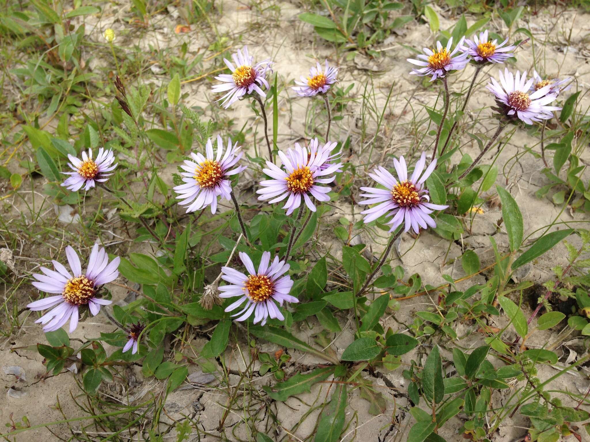 Image de Eurybia sibirica (L.) G. L. Nesom