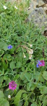 Image de Mertensia stylosa (Fisch.) DC.