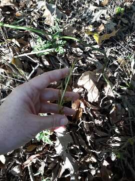 Image of Sparse-Lobe Grape Fern