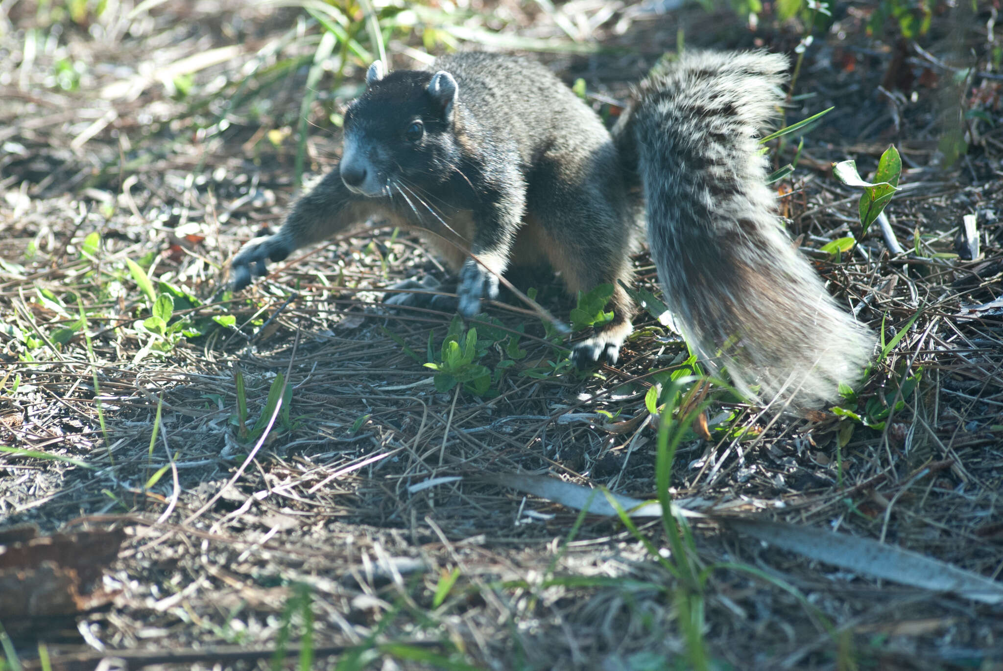 صورة Sciurus niger avicennia A. H. Howell 1919