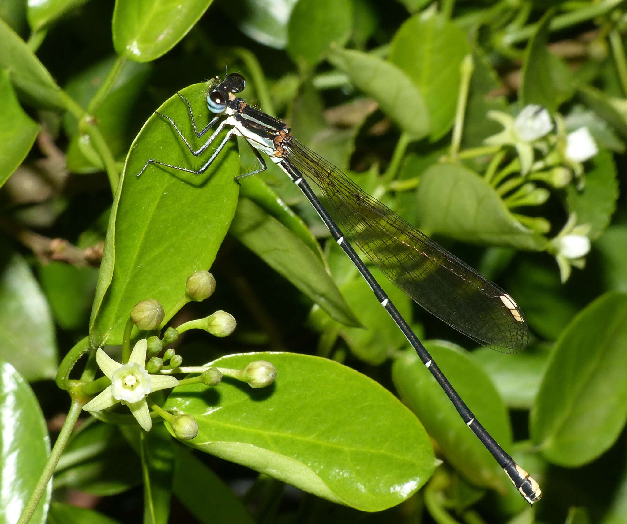 Sivun Allocnemis leucosticta Selys 1863 kuva