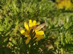 Image of Hylephila signata Blanchard 1852